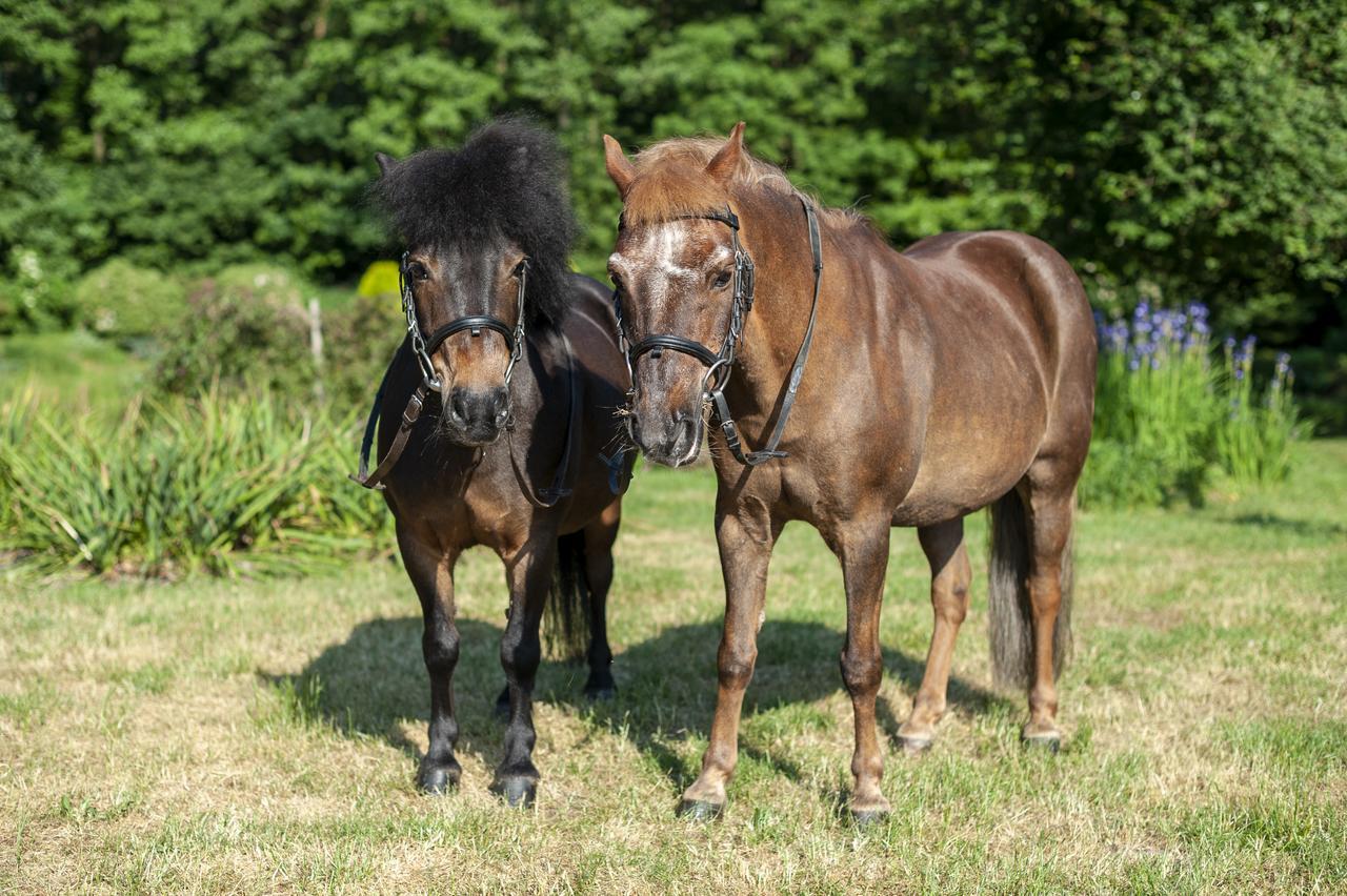 Hubertus Aparthotel & Restaurant & Horse Club Starogard Gdanski Bagian luar foto
